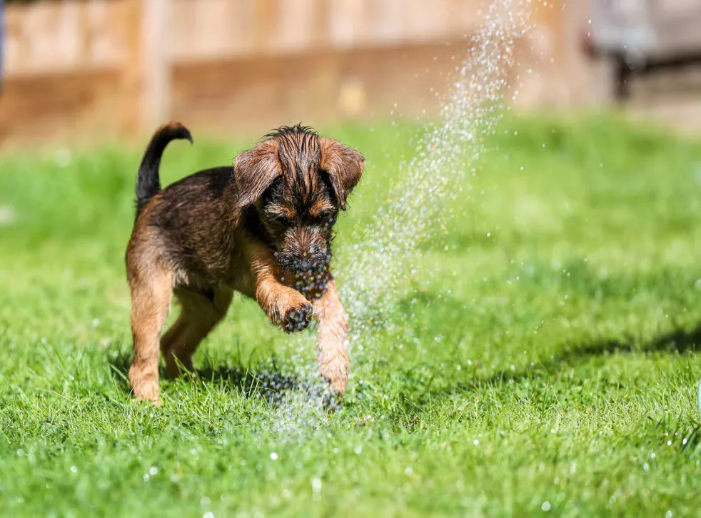 Irrigation VIP puppy playing with sprinkler